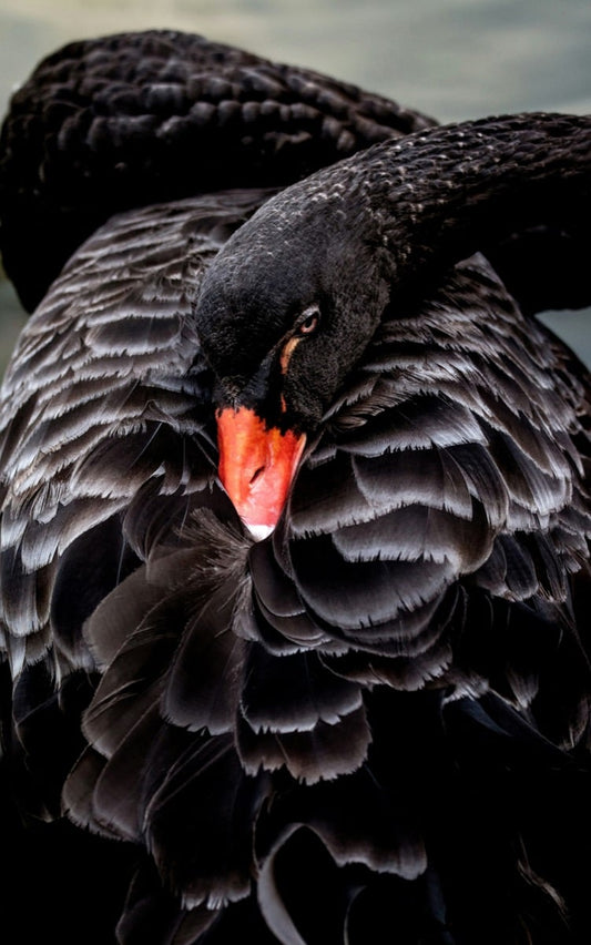 The Beating Heart of US Government Payments: Risks, Interconnectivity, and a Black Swan.